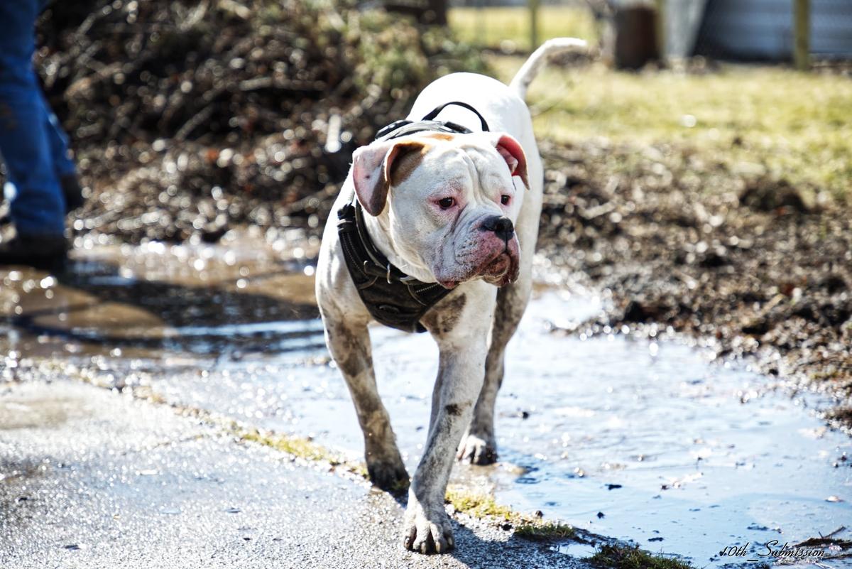 spottu cooper | American Bulldog 