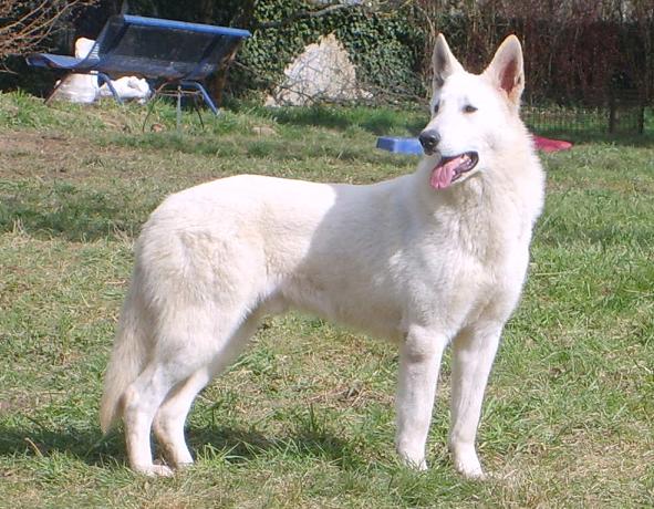 CAPITAINE JACK SPARROW DU DOMAINE DES BRUMES D'AVALON | White Swiss Shepherd Dog 