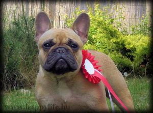 Happy Life Of Little Pearls Chilli | French Bulldog 