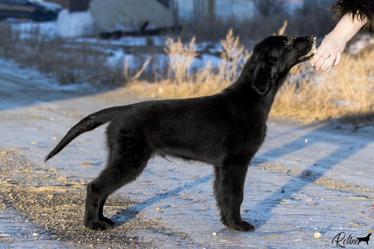 RETLINE TOBASCO | Flat-Coated Retriever 