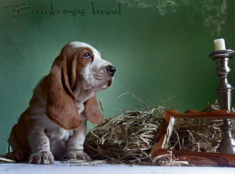 Hooligan DJ Breenbrass | Basset Hound 