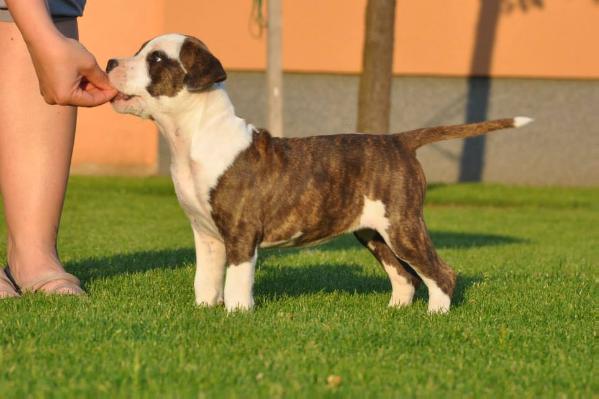 Goodhunting Candy Crush | American Staffordshire Terrier 