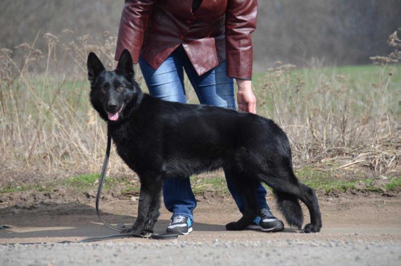ROXSALANA QUIN HOF | German Shepherd Dog 