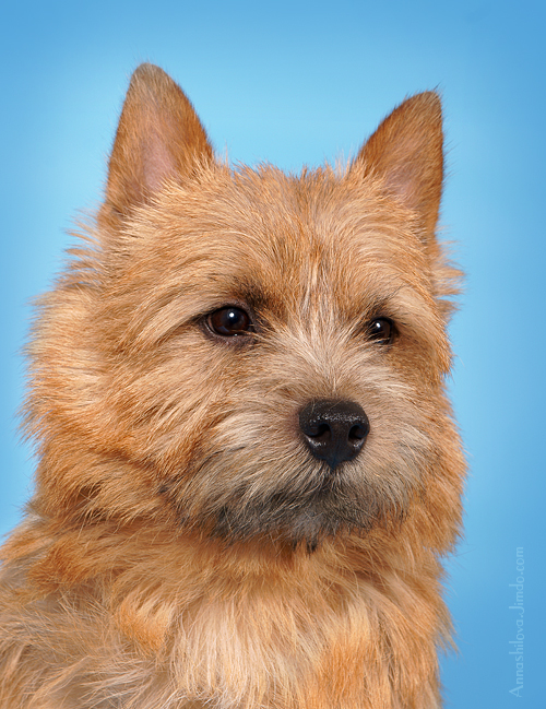 Fantazia Felici Aitech | Norwich Terrier 