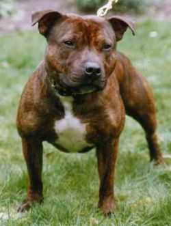 Roy Dutch-Kenstaff | Staffordshire Bull Terrier 