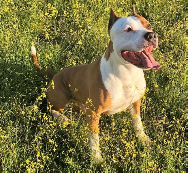 Brave Fast Chango | American Staffordshire Terrier 