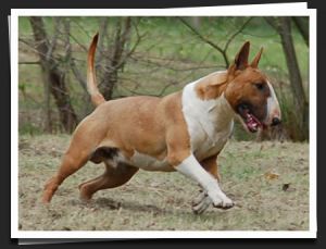 Elton of Bull's City | Bull Terrier 