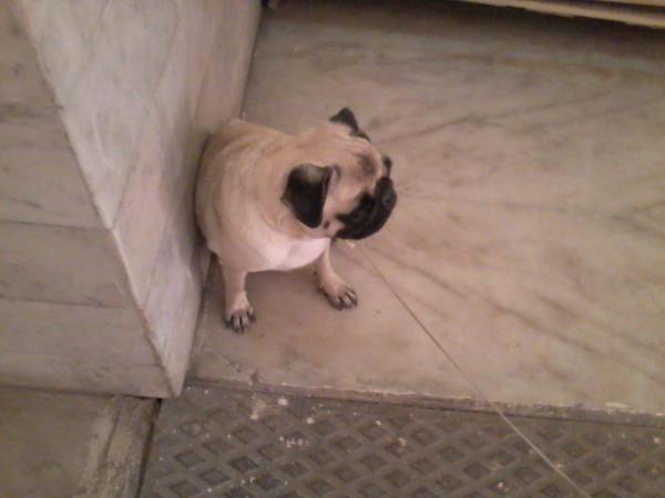 suger brown | Pug 