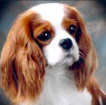 Pascavale Brittany | Cavalier King Charles Spaniel 