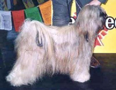 DSCHOWOS CHANDU | Tibetan Terrier 