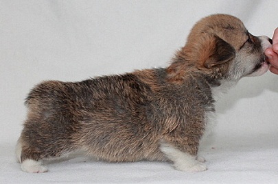 Shelkoviy Agat 2 Iz Ksaro Chestnaiya Igra | Pembroke Welsh Corgi 
