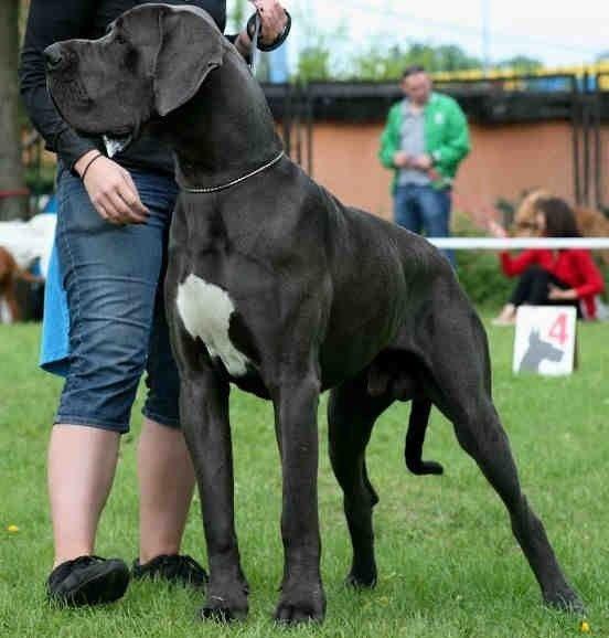 Maybach Frankidogi | Great Dane 