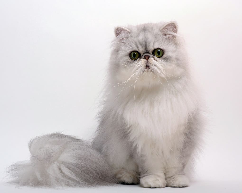Asian Semi-longhair