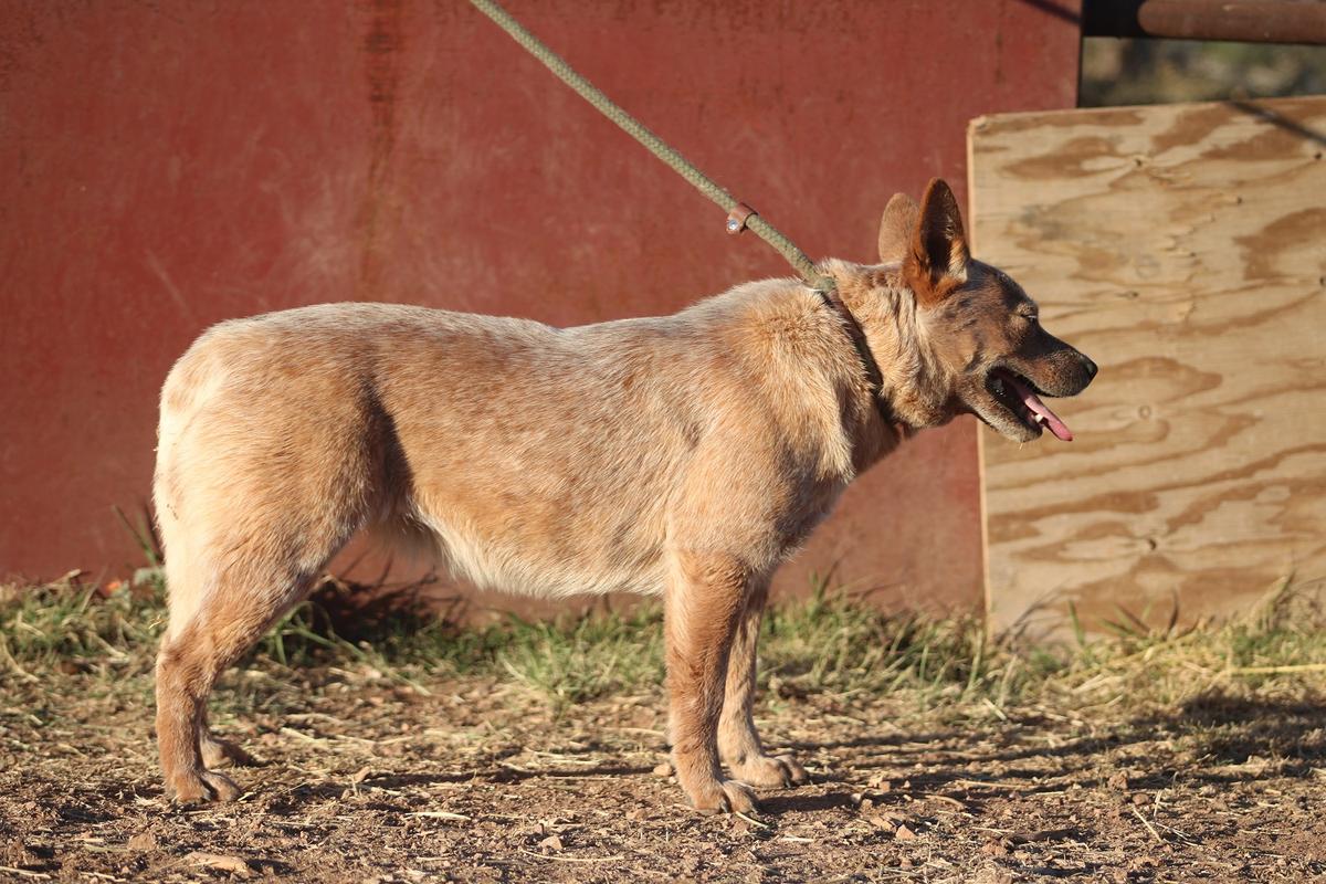 Showest Red Goddess | Australian Cattle Dog 