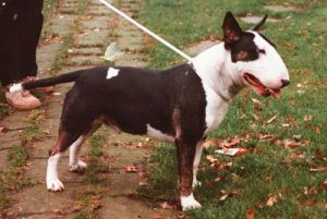 Didimos Backcorner Black Boy | Bull Terrier 