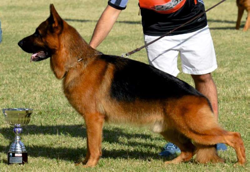 Yasser Von Guten Abend | German Shepherd Dog 