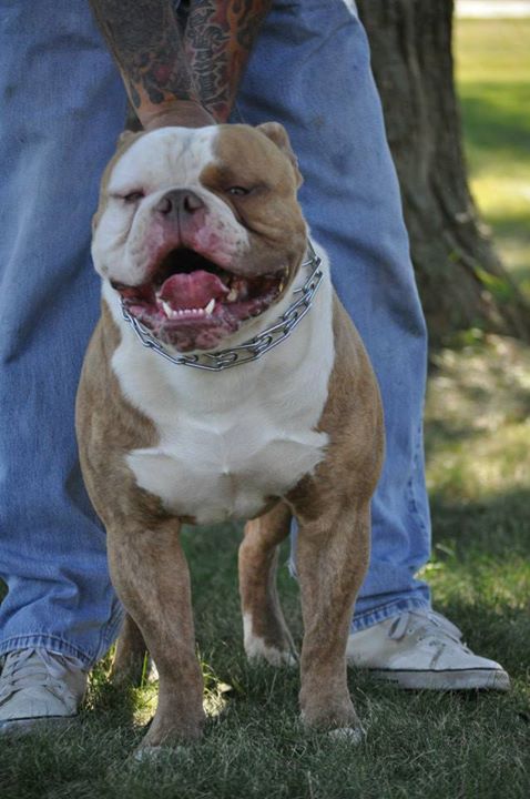 Caffery's Outlaw | American Bulldog 