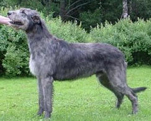 Westmount Zaxen Borka | Irish Wolfhound 