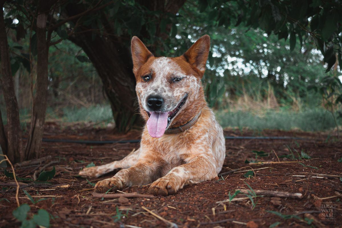 QUALITY HEELER'S DJIN | Australian Cattle Dog 