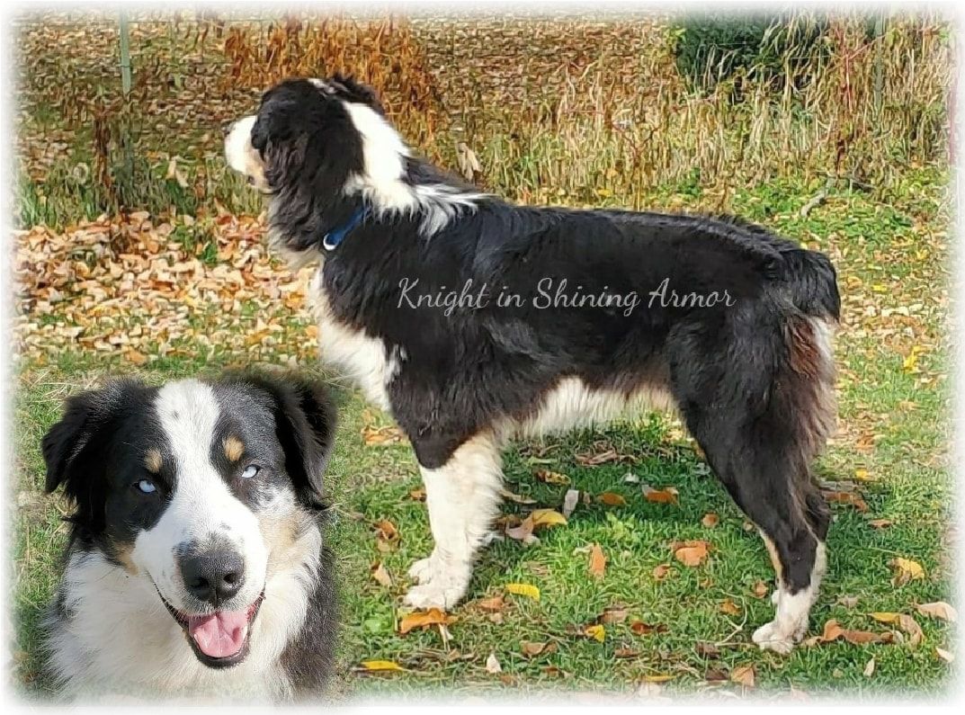 BLU HORIZONS KNIGHT IN SHINING ARMOR | Australian Shepherd 