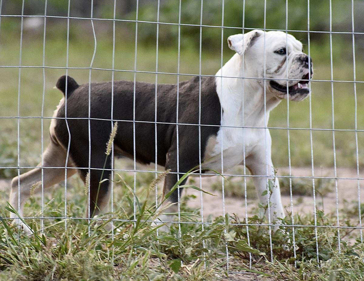 Old Toned Bulldog Nala | Olde English Bulldogge 