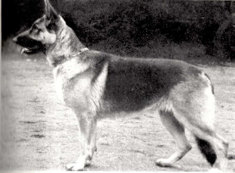 Floriana von Colonia Agrippina | German Shepherd Dog 