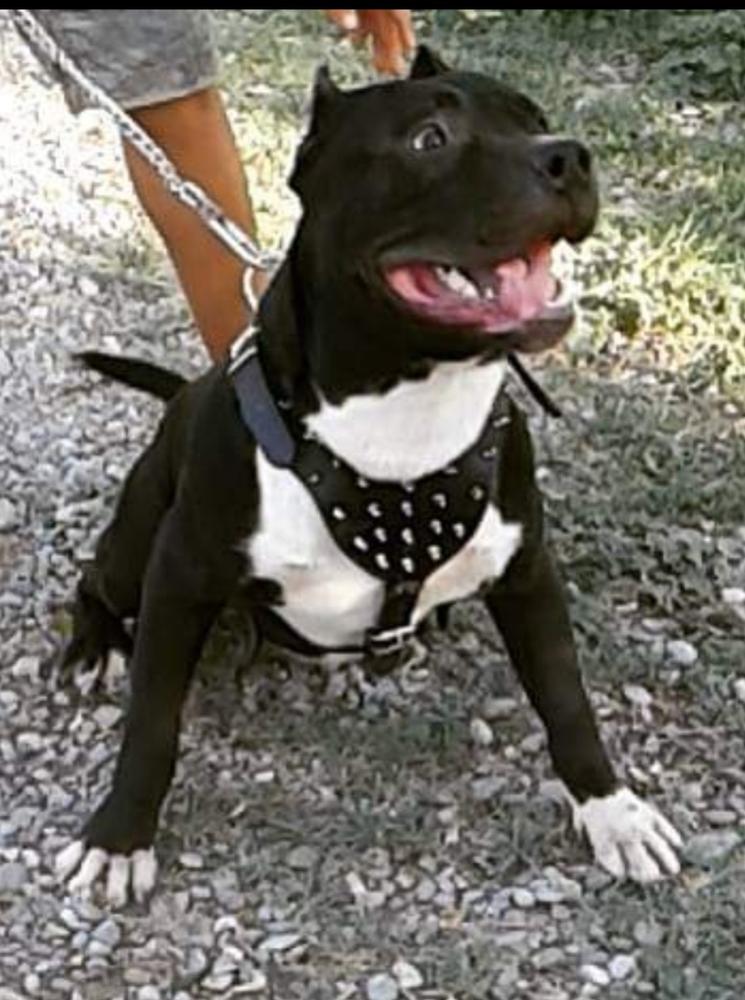 Biggie Smalls Toppax | American Staffordshire Terrier 