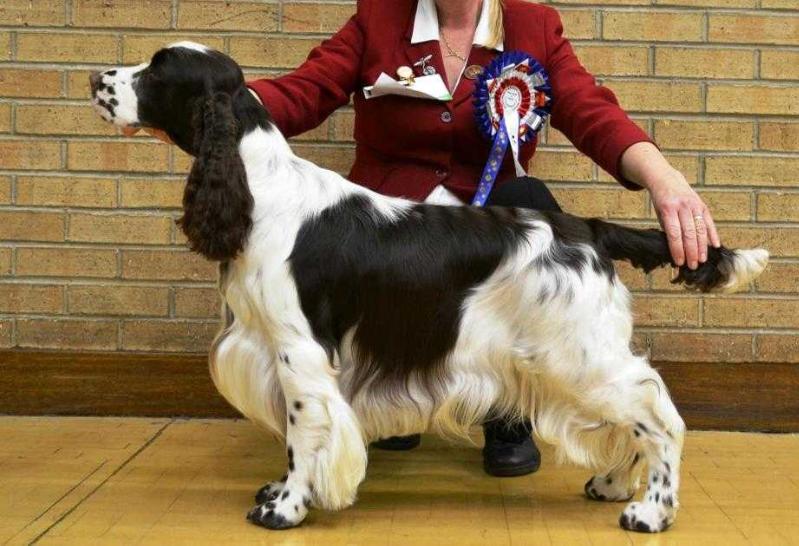 Calvdale Zero To Hero | English Springer Spaniel 