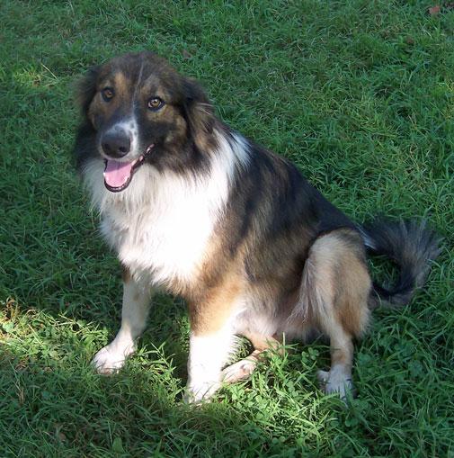 Dalby's Laddie | English Shepherd 