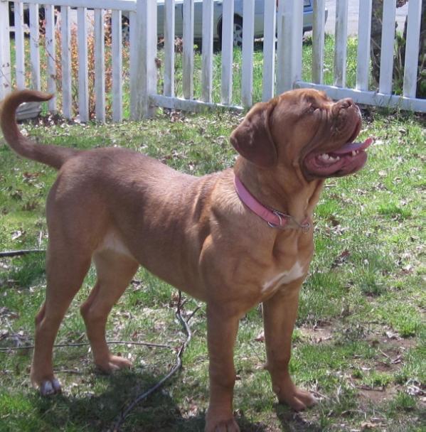 LEONCINO Red Diamond Gemma | Dogue de Bordeaux 
