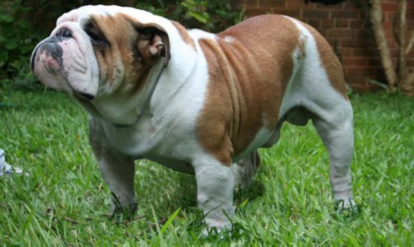 casimiro de cumbres blancas | Bulldog 