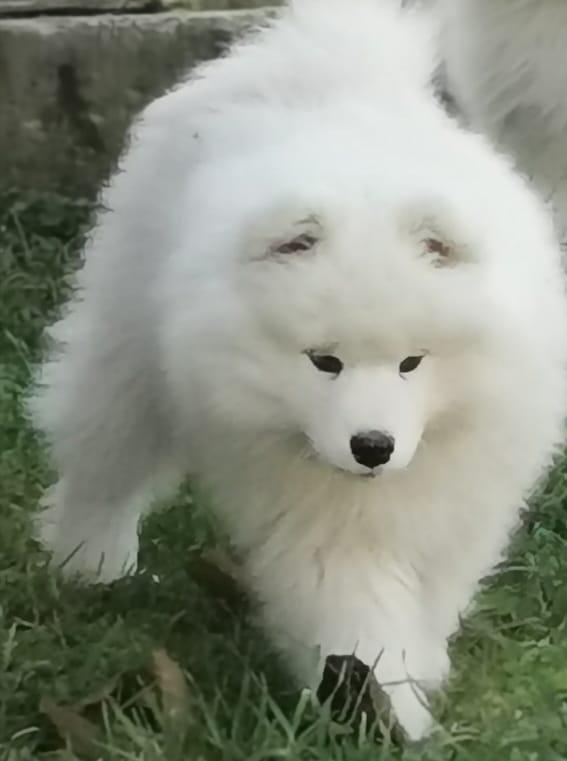 TSEYK | Samoyed 