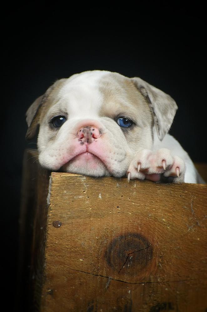 House of Warrior Kobra | Olde English Bulldogge 