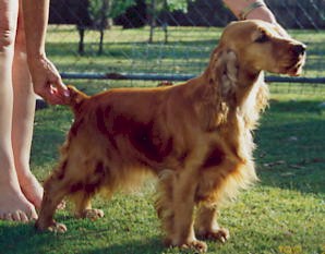 Sagapore Honey Snax | English Cocker Spaniel 