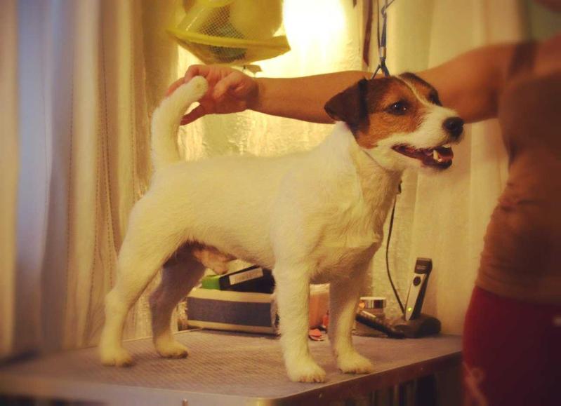 MARSI MAY VINTAGE | Jack Russell Terrier 