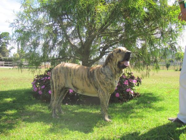 Safi de heliopolis | Fila Brasileiro 