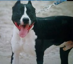 Spike  de Roofneck Dog's | American Staffordshire Terrier 