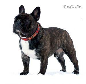 AVIGDORS AVANT-GARDE | French Bulldog 