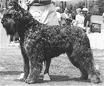 Iboef Darwin v.h. Grendarcohof | Bouvier des Flandres 