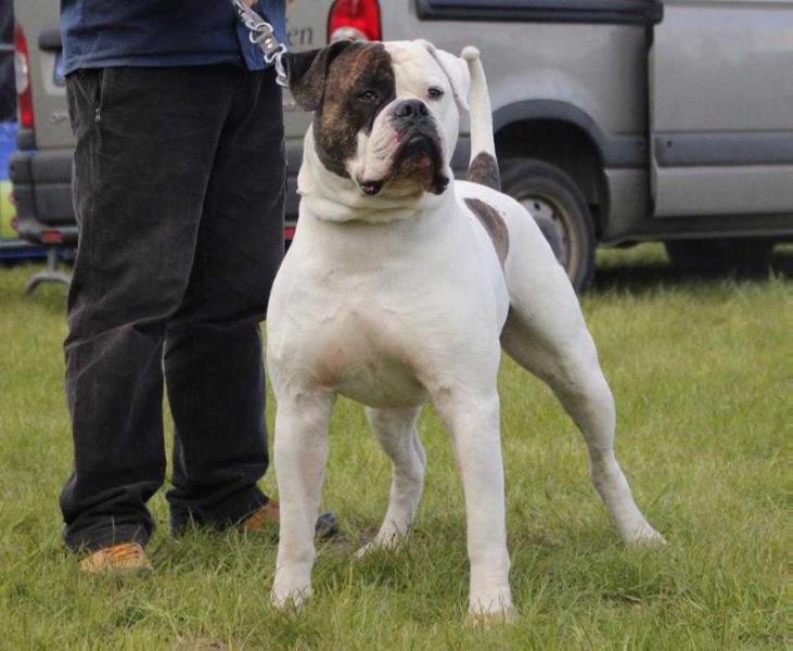 Ostergaard's Dorje EKC CH | American Bulldog 