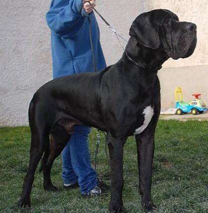 Figaro du Jardin de L'Olympe | Great Dane 