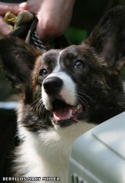 Beryllos Mary Miller | Cardigan Welsh Corgi 