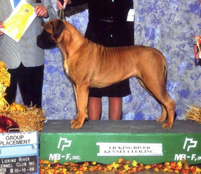 Wills'shire's Gwyn | Bullmastiff 