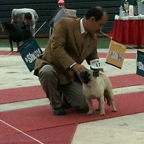 Milton coles rocast | Pug 