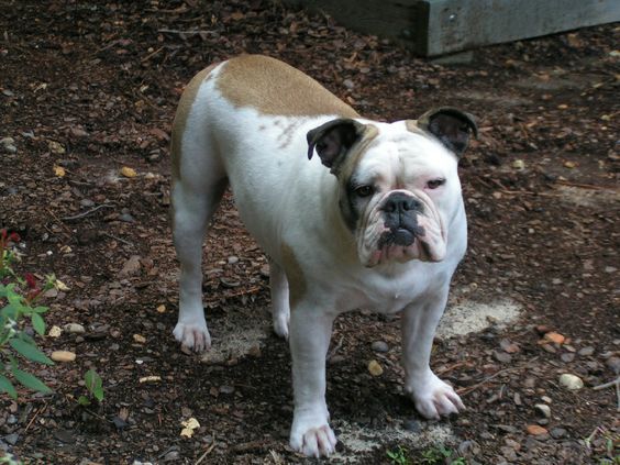 Hamilton's Dixie Delight | Olde English Bulldogge 