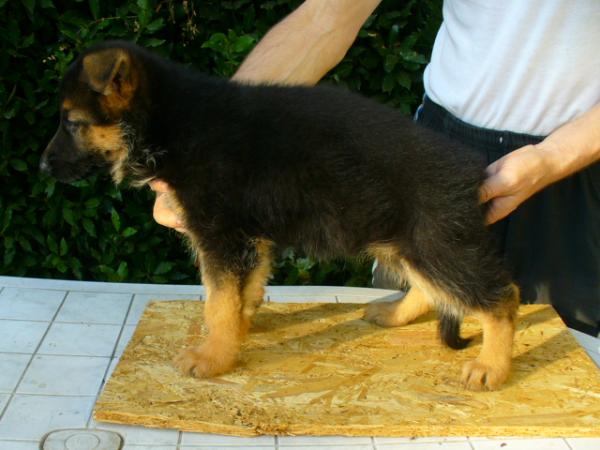 siwa vomborg | German Shepherd Dog 