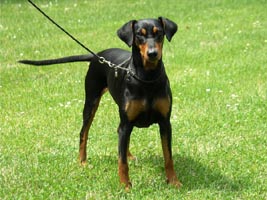 Duffyco´s Que Belle | German Pinscher 