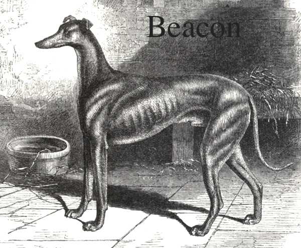 Beacon [Mr Marfleet's, late Mr. Borron's] | Greyhound 