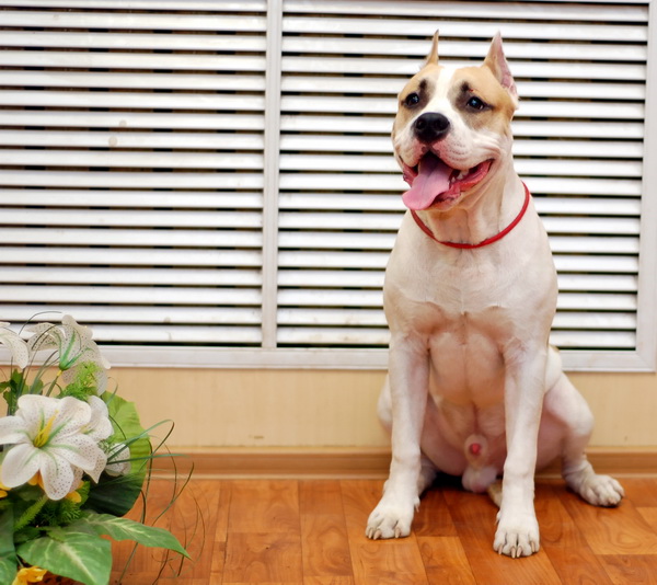 Irgen Gold Jorge Lucas | American Staffordshire Terrier 