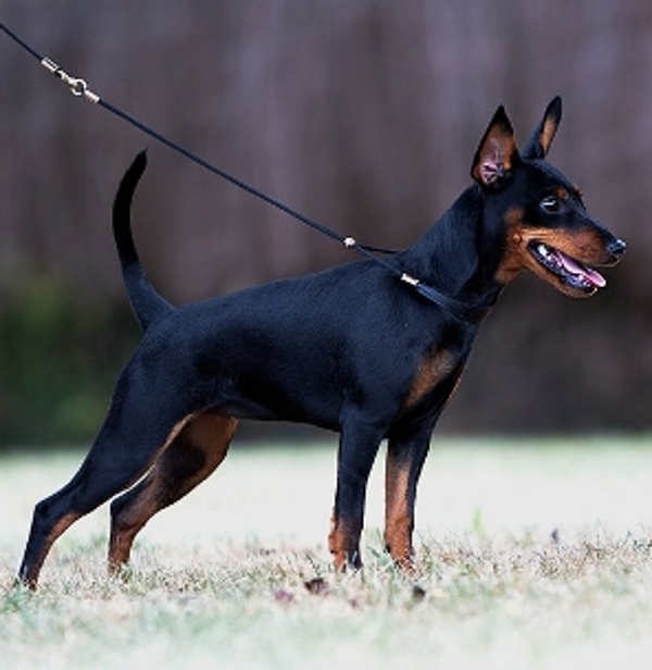 Century fox | Miniature Pinscher 